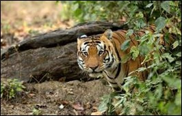 Central India Wildlife Safari – Kanha, Bandhavgarh and Khajuraho Tiger Trail Central India Wildlife Safari – Kanha, Bandhavgarh and Khajuraho Tiger Trail